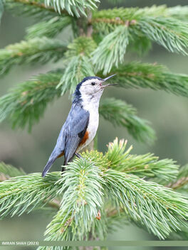 White-cheeked Nuthatch (Sitta leucopsis) - бесплатный image #499593